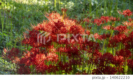 Lycoris radiata 140622210