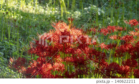 Lycoris radiata Lycoris radiata 140622211