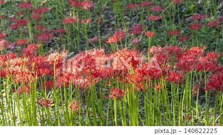 Lycoris radiata Lycoris radiata 140622225