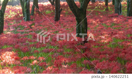 Lycoris radiata 140622251