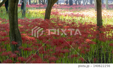 Lycoris radiata Lycoris radiata 140622256