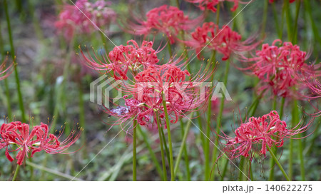 Lycoris radiata Lycoris radiata 140622275
