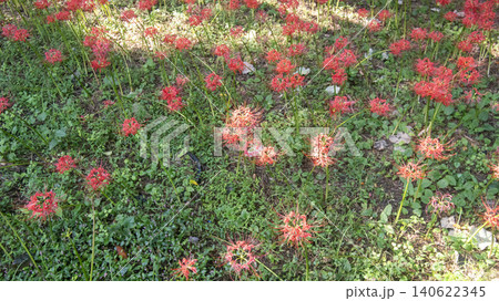 Lycoris radiata Lycoris radiata 140622345