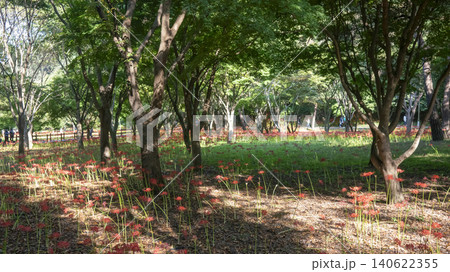 Lycoris radiata Lycoris radiata 140622355