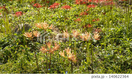 Lycoris radiata Lycoris radiata 140622364