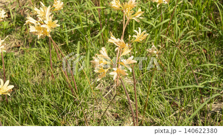 Lycoris radiata Lycoris radiata 140622380