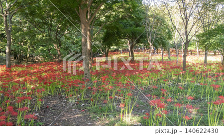 Lycoris radiata Lycoris radiata 140622430