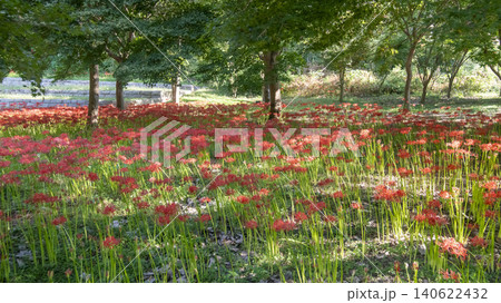 Lycoris radiata Lycoris radiata 140622432