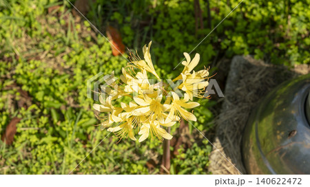 Lycoris radiata Lycoris radiata 140622472