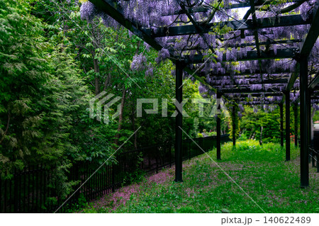天神山緑地 北海道最古の天神藤棚 札幌市豊平区 新緑 天神山緑地 北海道最古の天神藤棚 札幌市豊平区 新緑 140622489