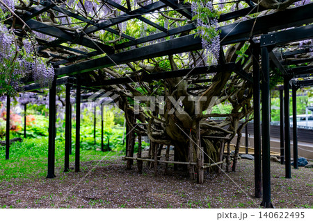 天神山緑地 北海道最古の天神藤棚 札幌市豊平区 新緑 天神山緑地 北海道最古の天神藤棚 札幌市豊平区 新緑 140622495