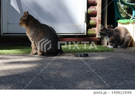 庭先で佇むキジトラとサビ猫の2匹の猫 140622698
