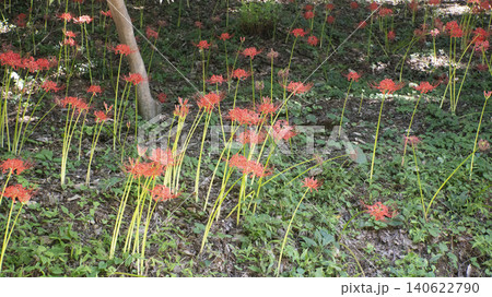 Lycoris radiata Lycoris radiata 140622790