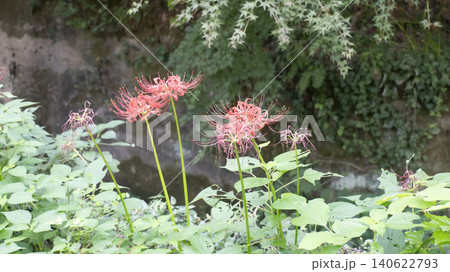 Lycoris radiata Lycoris radiata 140622793