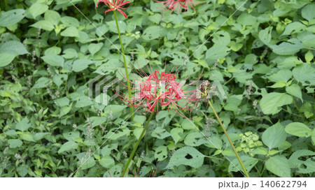 Lycoris radiata Lycoris radiata 140622794