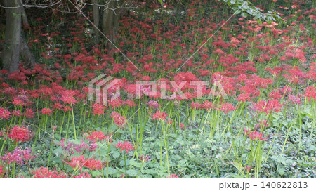 Lycoris radiata 140622813