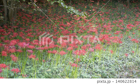 Lycoris radiata 140622814