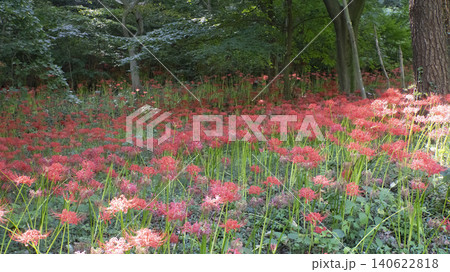 Lycoris radiata Lycoris radiata 140622818