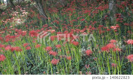 Lycoris radiata Lycoris radiata 140622823
