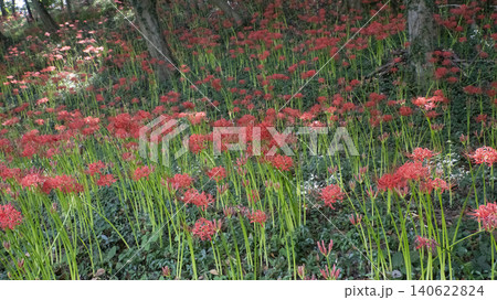 Lycoris radiata Lycoris radiata 140622824