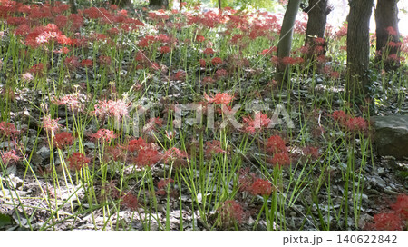 Lycoris radiata Lycoris radiata 140622842
