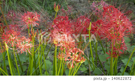 Lycoris radiata 140622872