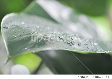 Aglaonema sp, Chinese Evergreen or ARACEAE or Aglaonema and rain droplet Aglaonema sp, Chinese Evergreen or ARACEAE or Aglaonema and rain droplet 140622934