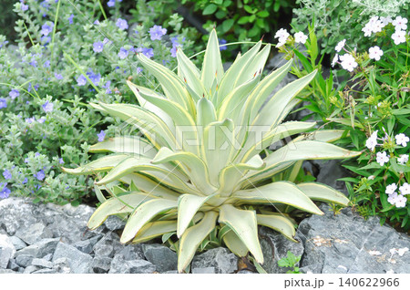 Agave desmettiana Variegata or Agave attenuata subsp or Agave desmettiana Variegata or asparagaceae or Foxs Tail or Lions Tail or Swans Neck Agave Agave desmettiana Variegata or Agave attenuata subsp or Agave desmettiana Variegata or asparagaceae or Foxs Tail or Lions Tail or Swans Neck Agave 140622966