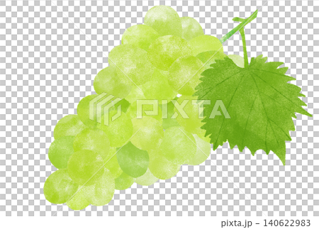 A watercolor illustration of fresh Shine Muscat grapes. A watercolor illustration of fresh Shine Muscat grapes. 140622983