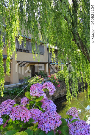 下田ペリーロードと紫陽花 下田ペリーロードと紫陽花 140623154