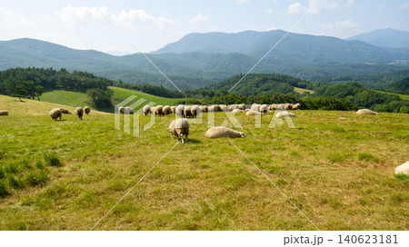 Daegwallyeong, sheep farm Daegwallyeong, sheep farm 140623181