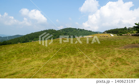 Daegwallyeong, sheep farm Daegwallyeong, sheep farm 140623197