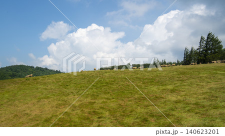 Daegwallyeong, sheep farm Daegwallyeong, sheep farm 140623201