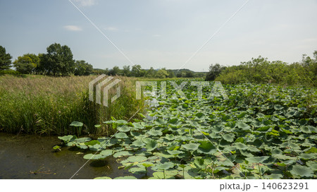 Ansan Reed Wetland Park 140623291