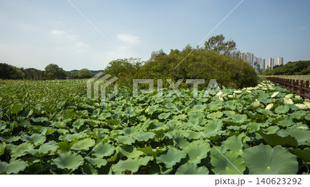 Ansan Reed Wetland Park Ansan Reed Wetland Park 140623292