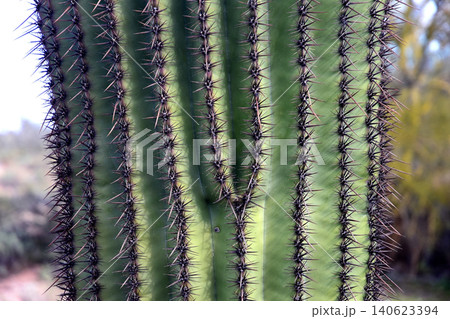 Close up Old Saguaro Cactus Sonora desert Arizona Close up Old Saguaro Cactus Sonora desert Arizona 140623394