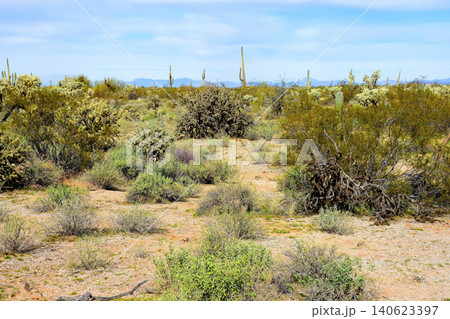 Old Saguaro Cactus Sonora desert Arizona Old Saguaro Cactus Sonora desert Arizona 140623397