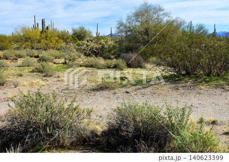 Old Saguaro Cactus Sonora desert Arizona Old Saguaro Cactus Sonora desert Arizona 140623399