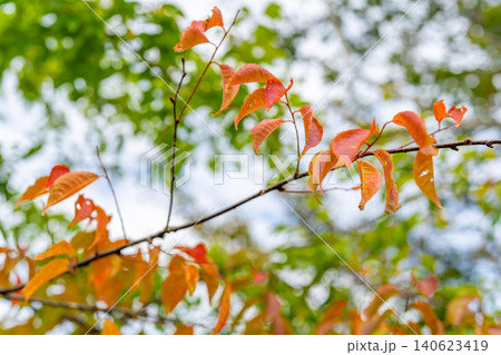扇ノ山の秋 鮮やかに色づく桜の紅葉と柔らかな秋の光※作品コメント欄に撮影位置 扇ノ山の秋 鮮やかに色づく桜の紅葉と柔らかな秋の光※作品コメント欄に撮影位置 140623419