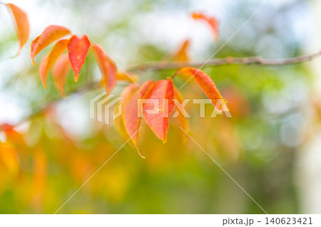 扇ノ山の秋 鮮やかに色づく桜の紅葉と柔らかな秋の光※作品コメント欄に撮影位置 扇ノ山の秋 鮮やかに色づく桜の紅葉と柔らかな秋の光※作品コメント欄に撮影位置 140623421