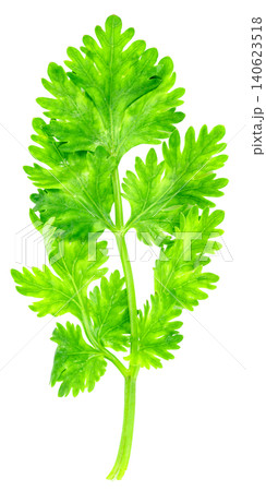 Fresh green cilantro sprig isolated. Top view of raw coriander leaf used as a culinary herb for cooking and garnishing. High resolution detail showing leaf texture. 140623518
