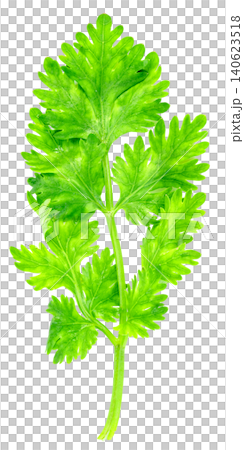 Fresh green cilantro sprig isolated. Top view of raw coriander leaf used as a culinary herb for cooking and garnishing. High resolution detail showing leaf texture. Fresh green cilantro sprig isolated. Top view of raw coriander leaf used as a culinary herb for cooking and garnishing. High resolution detail showing leaf texture. 140623518