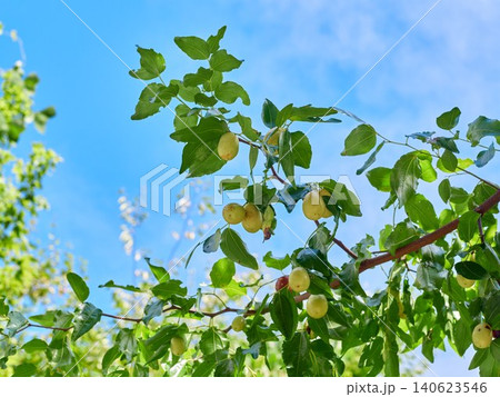 The jujubes on the tree are ripening The jujubes on the tree are ripening 140623546