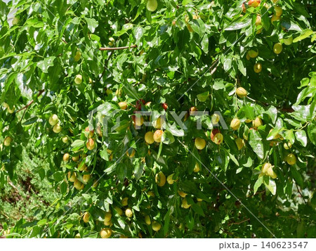 The jujubes on the tree are ripening The jujubes on the tree are ripening 140623547