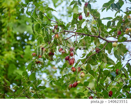 The jujubes on the tree are ripening The jujubes on the tree are ripening 140623551
