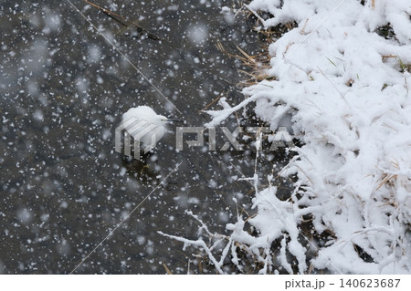 大雪の鴨川の白鷺 大雪の鴨川の白鷺 140623687