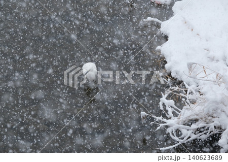 大雪の鴨川の白鷺 大雪の鴨川の白鷺 140623689