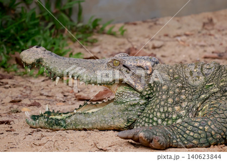 Crocodile with Open Mouth Showing Sharp Teeth Resting on Sandy Ground 140623844