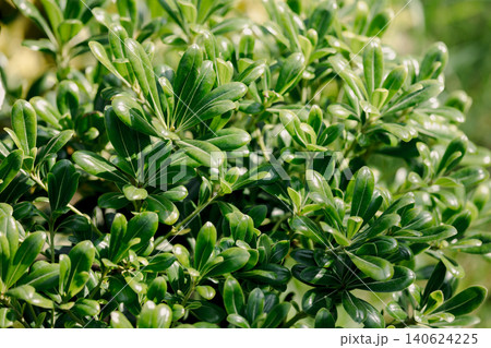 Pittosporum tobira Nana leaves with natural background 140624225