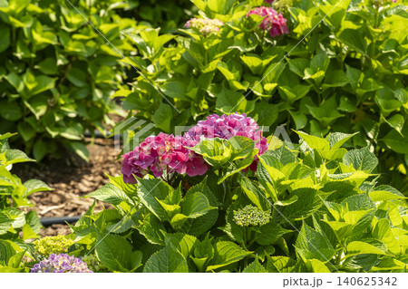 Ulsan, Jangsaengpo Hydrangea Ulsan, Jangsaengpo Hydrangea 140625342